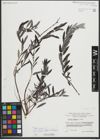 Foto von Salix repens subsp. rosmarinifolia (L.) Andersson